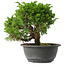 Juniperus chinensis Itoigawa, 22,5 cm, ± 15 jaar oud
