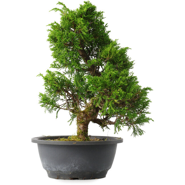 Juniperus chinensis Itoigawa, 31 cm, ± 15 jaar oud