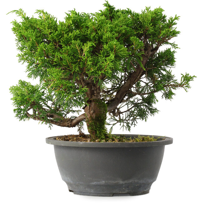 Juniperus chinensis Itoigawa, 22,5 cm, ± 15 years old