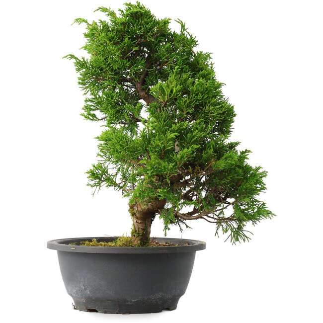 Juniperus chinensis Itoigawa, 31 cm, ± 15 years old