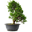 Juniperus chinensis Itoigawa, 31 cm, ± 15 jaar oud