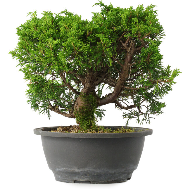 Juniperus chinensis Itoigawa, 22,5 cm, ± 15 years old