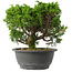 Juniperus chinensis Itoigawa, 22,5 cm, ± 15 jaar oud