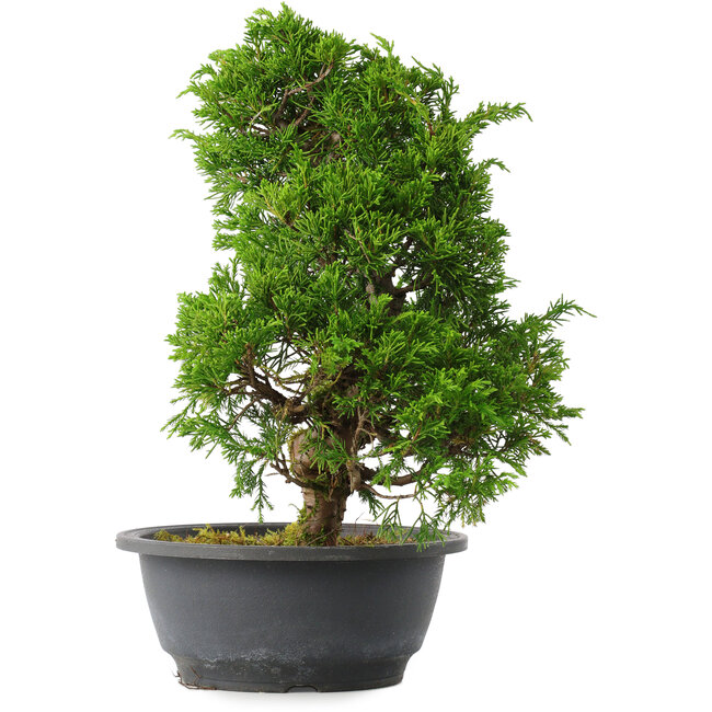 Juniperus chinensis Itoigawa, 31 cm, ± 15 years old