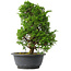 Juniperus chinensis Itoigawa, 31 cm, ± 15 jaar oud
