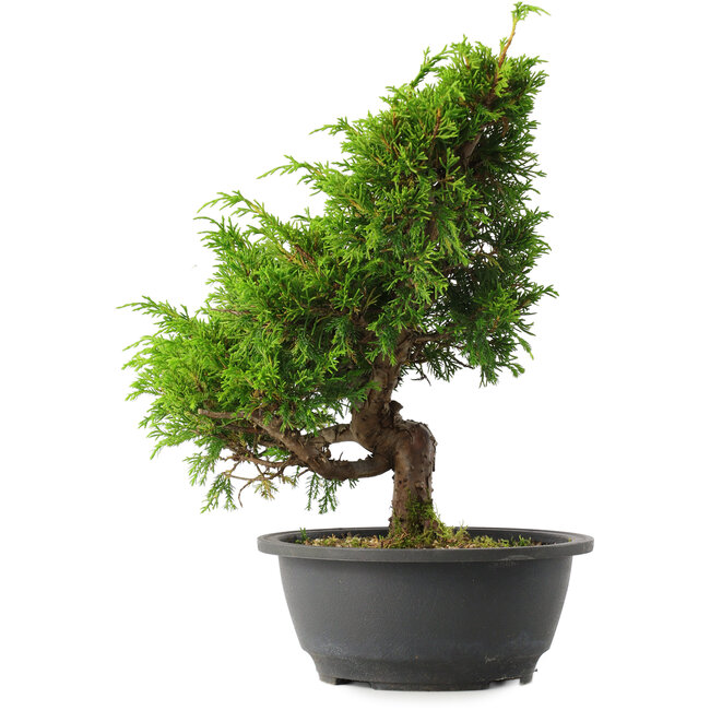 Juniperus chinensis Itoigawa, 29 cm, ± 15 jaar oud