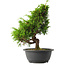 Juniperus chinensis Itoigawa, 29 cm, ± 15 jaar oud