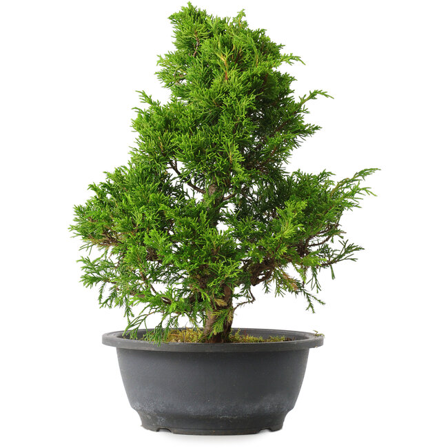 Juniperus chinensis Itoigawa, 31 cm, ± 15 years old