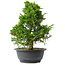 Juniperus chinensis Itoigawa, 31 cm, ± 15 jaar oud