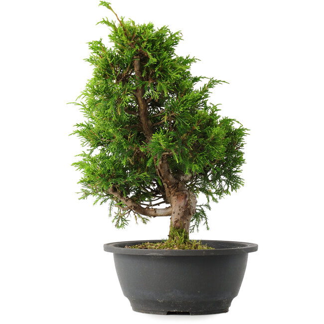 Juniperus chinensis Itoigawa, 29 cm, ± 15 Jahre alt