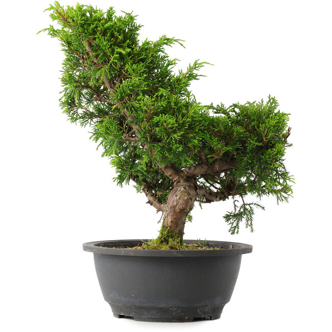Juniperus chinensis Itoigawa, 29 cm, ± 15 Jahre alt