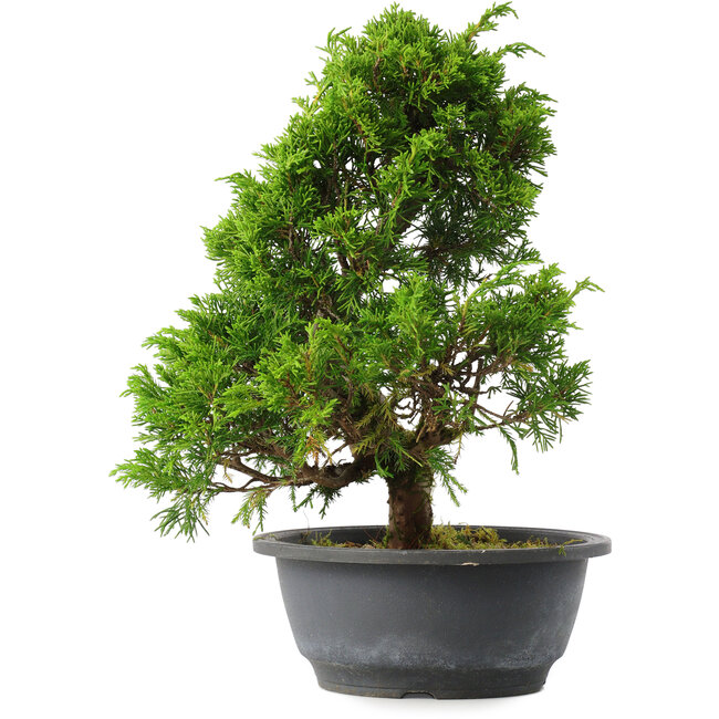 Juniperus chinensis Itoigawa, 31 cm, ± 15 anni