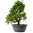 Juniperus chinensis Itoigawa, 31 cm, ± 15 jaar oud