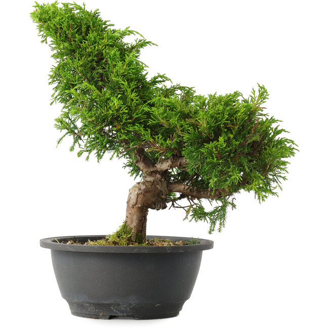 Juniperus chinensis Itoigawa, 29 cm, ± 15 Jahre alt