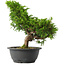 Juniperus chinensis Itoigawa, 29 cm, ± 15 jaar oud