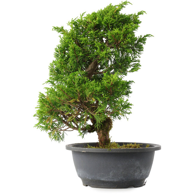 Juniperus chinensis Itoigawa, 31 cm, ± 15 years old