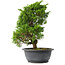 Juniperus chinensis Itoigawa, 31 cm, ± 15 jaar oud