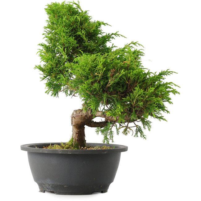 Juniperus chinensis Itoigawa, 29 cm, ± 15 jaar oud