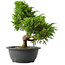 Juniperus chinensis Itoigawa, 29 cm, ± 15 jaar oud