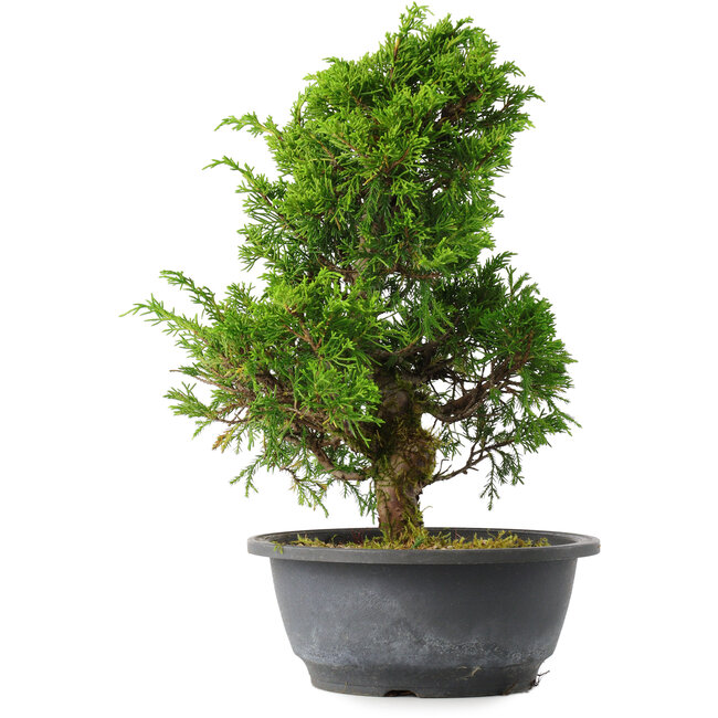 Juniperus chinensis Itoigawa, 31 cm, ± 15 años