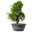Juniperus chinensis Itoigawa, 31 cm, ± 15 jaar oud