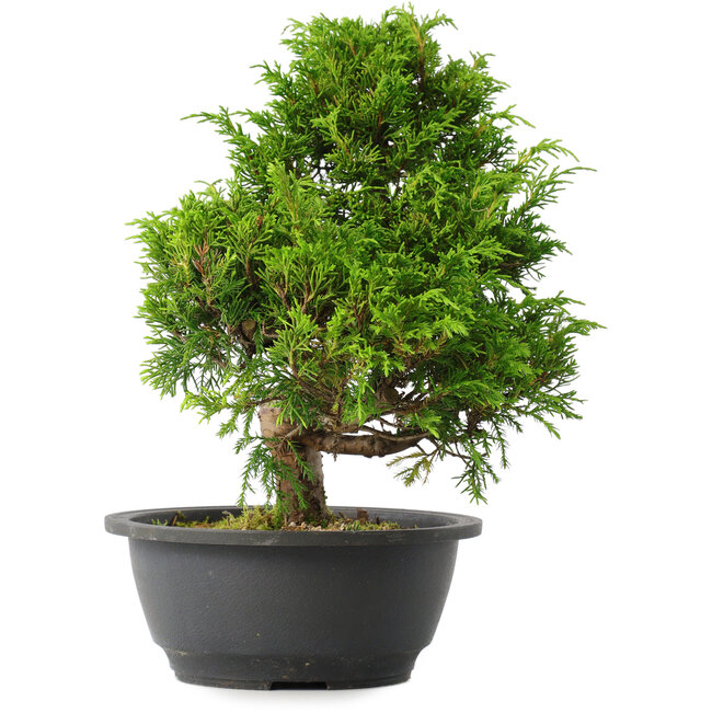 Juniperus chinensis Itoigawa, 29 cm, ± 15 jaar oud
