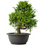Juniperus chinensis Itoigawa, 29 cm, ± 15 jaar oud