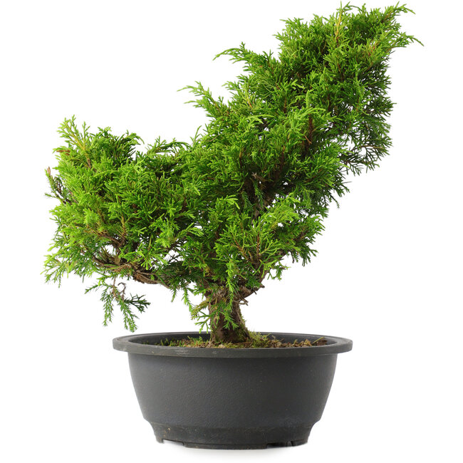 Juniperus chinensis Itoigawa, 29 cm, ± 15 ans