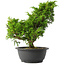 Juniperus chinensis Itoigawa, 29 cm, ± 15 ans