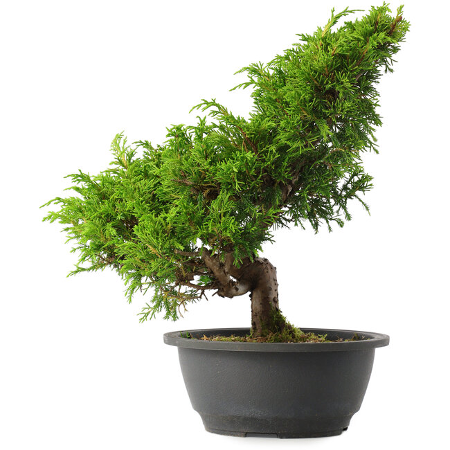 Juniperus chinensis Itoigawa, 29 cm, ± 15 jaar oud