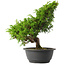 Juniperus chinensis Itoigawa, 29 cm, ± 15 jaar oud