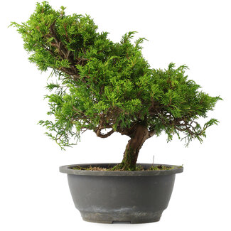 Juniperus chinensis Itoigawa, 28,5 cm, ± 15 jaar oud