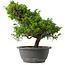 Juniperus chinensis Itoigawa, 28,5 cm, ± 15 jaar oud