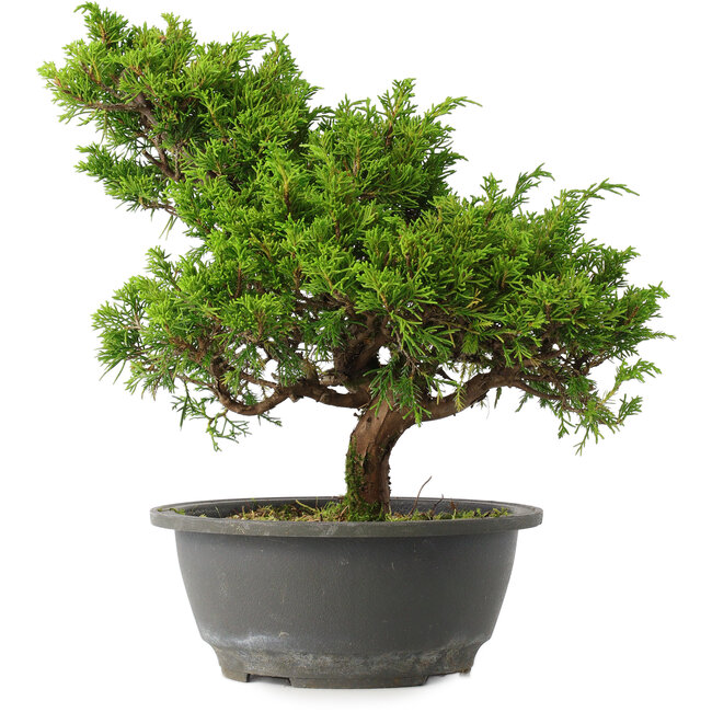 Juniperus chinensis Itoigawa, 28,5 cm, ± 15 anni