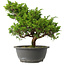 Juniperus chinensis Itoigawa, 28,5 cm, ± 15 jaar oud