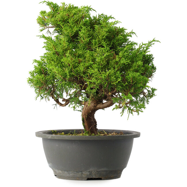Juniperus chinensis Itoigawa, 28,5 cm, ± 15 Jahre alt