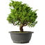 Juniperus chinensis Itoigawa, 28,5 cm, ± 15 anni