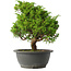 Juniperus chinensis Itoigawa, 28,5 cm, ± 15 jaar oud