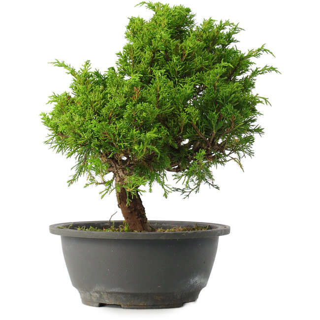 Juniperus chinensis Itoigawa, 28,5 cm, ± 15 anni