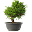 Juniperus chinensis Itoigawa, 28,5 cm, ± 15 jaar oud