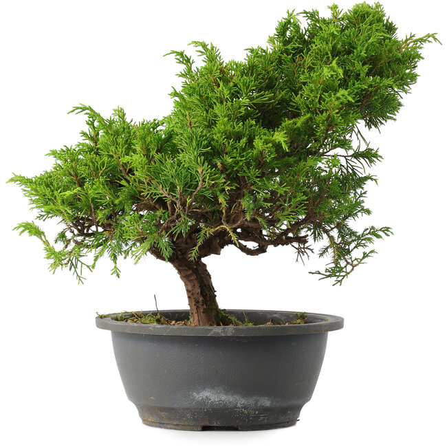 Juniperus chinensis Itoigawa, 28,5 cm, ± 15 anni