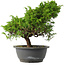 Juniperus chinensis Itoigawa, 28,5 cm, ± 15 jaar oud