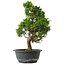 Juniperus chinensis Itoigawa, 34,5 cm, ± 15 jaar oud