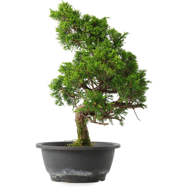 Juniperus chinensis Itoigawa, 34,5 cm, ± 15 jaar oud