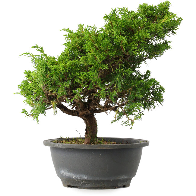 Juniperus chinensis Itoigawa, 28,5 cm, ± 15 años