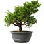 Juniperus chinensis Itoigawa, 28,5 cm, ± 15 anni