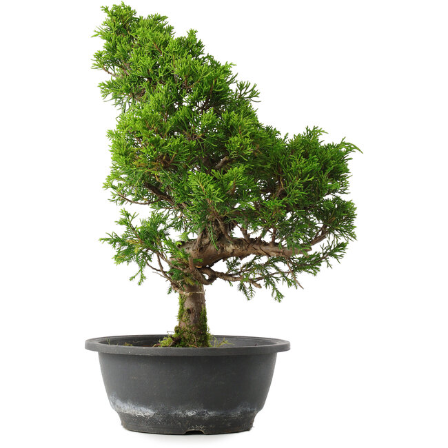Juniperus chinensis Itoigawa, 34,5 cm, ± 15 ans