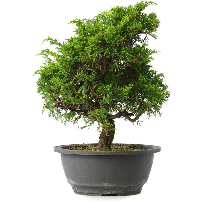 Juniperus chinensis Itoigawa, 28,5 cm, ± 15 anni