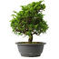 Juniperus chinensis Itoigawa, 28,5 cm, ± 15 jaar oud