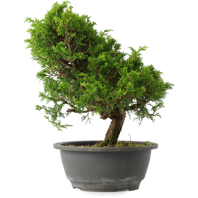 Juniperus chinensis Itoigawa, 28,5 cm, ± 15 jaar oud
